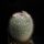 Mammillaria_albilanata_1581360_9559_t