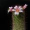 Mammillaria louisae