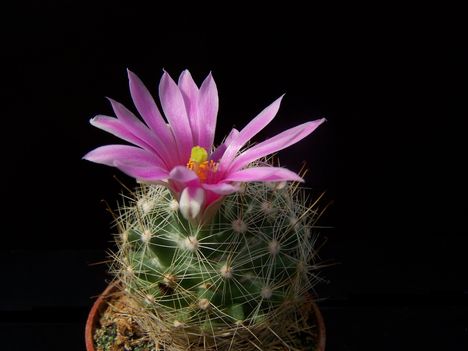 Mammillaria schmollii