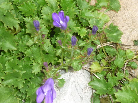 P1110764
