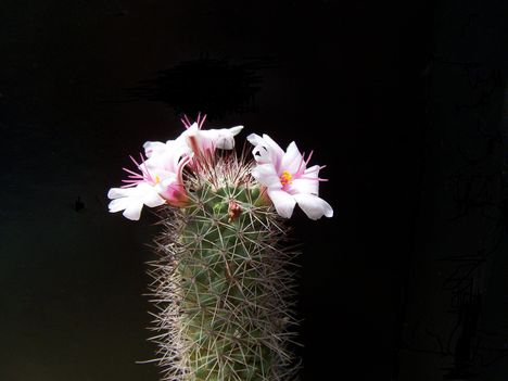  Mamillaria selvinii