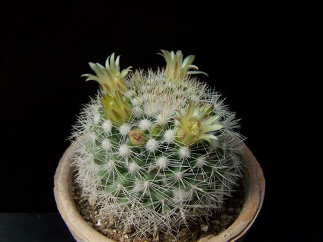  Mammillaria evermanniana