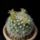 Mammillaria_evermanniana-001_1582344_5229_t