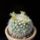 Mammillaria_evermanniana_1582341_3633_t