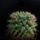 Mammillaria_lindsayi_1582340_7757_t