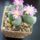 Gibbaeum_diopa_1583104_6138_t