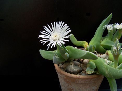  Gibbaeum velutinum