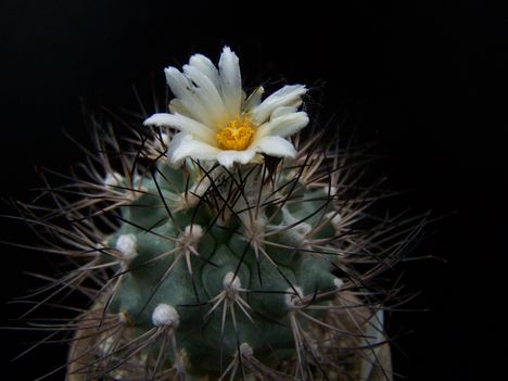  Gymnocactus gielsdorfianus