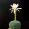 Matucana madisoniorum fehér virágú