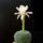 Matucana_madisoniorum_feher_viragu_1583129_4210_t