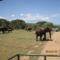 image013 elefántok