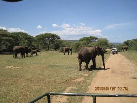 image013 elefántok