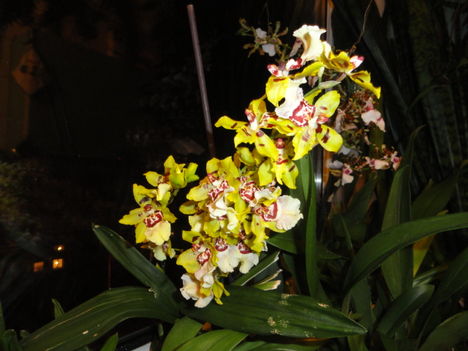 orchidea 2