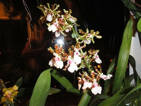 orchidea 3