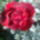 2012_dec_1en_meg_ilyenek_voltak_4_1585101_1514_t