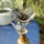Fekete_zold_bimbokkal_1585412_7184_t