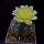 Gymnocalycium_andreae_1585022_4838_t