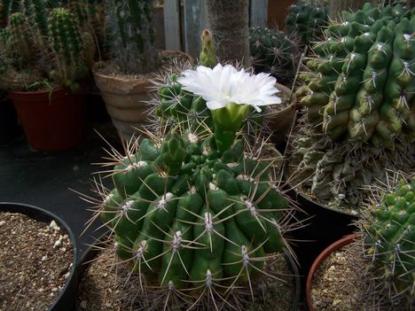 Gymnocalycium multiflorum