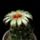 Hamatocactus_setispinus_1585430_7084_t
