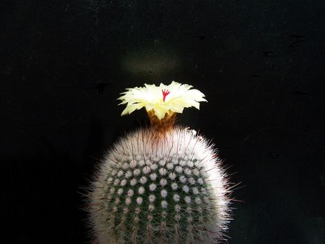  Notocactus scopa