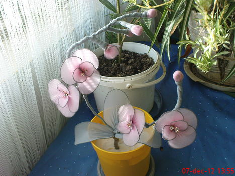 orchidea jobb