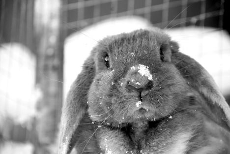 Snowy Bunny