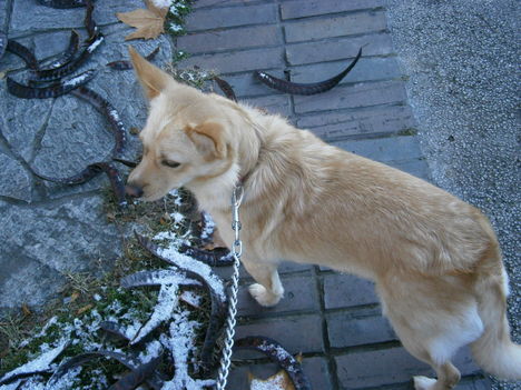Téli séta, avagy Trudi első találkozása a hóval :-)