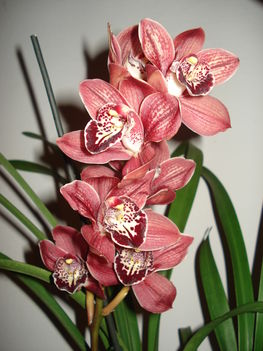 Barnás bordó csónak orchideám :D