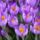 Crocus2_1587727_1934_t