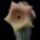 Hoodia_gordonii_1587296_6654_t