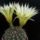 Notocactus_crassigibbus_1587648_4537_t