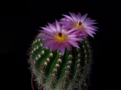  Notocactus roseiflorus