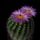 Notocactus_roseiflorus_1587298_2982_t