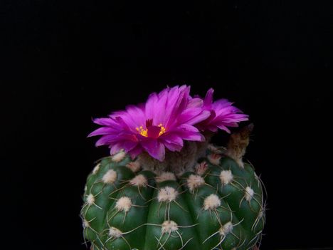  Notocactus uebelmannianus