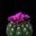 Notocactus_uebelmannianus_1587297_1524_t