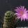 Lobivia_chilensis_1588730_5249_t
