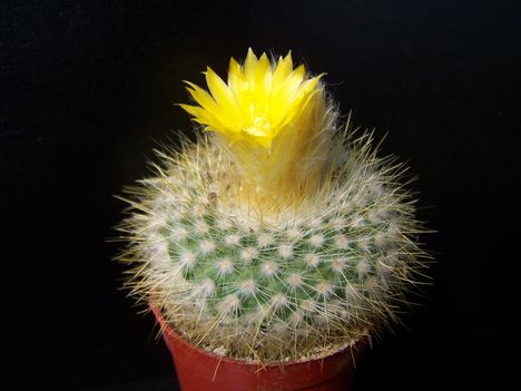  Parodia chrysacanthion