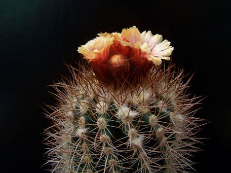  Parodia otuyensis