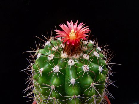  Parodia sotomayorensis