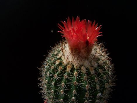  Parodia steinmannii