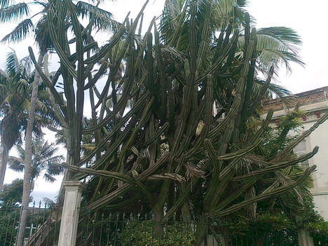6-7 m-es kaktusz (Azori-sziget)