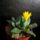 Faucaria_wollii_1580493_3069_t