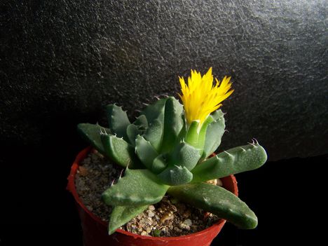 Faucaria wollii