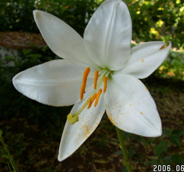 Feher liliom - Lilium candidum