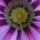 Gazania-009_1508763_8762_t