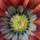 Gazania-010_1508766_6403_t