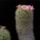 Mammillaria_carmenae_rozsaszin_virgu_1580491_3564_t