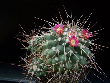 Mammillaria compressa