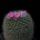 Mammillaria_haageana_1580487_6097_t