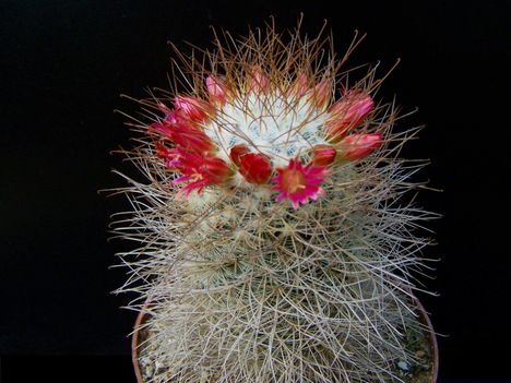  Mammillaria leptacantha